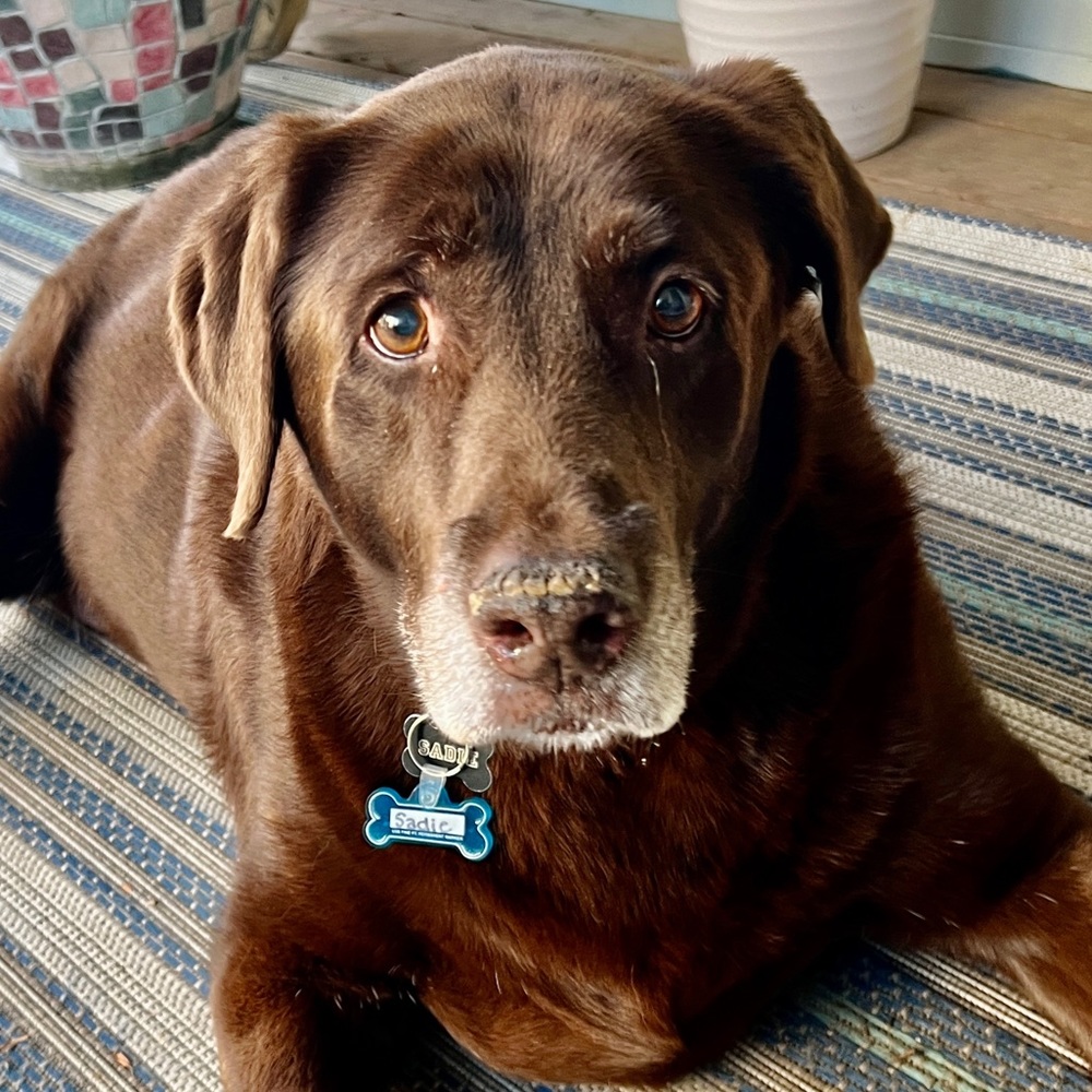 Meet your Posher, Susie